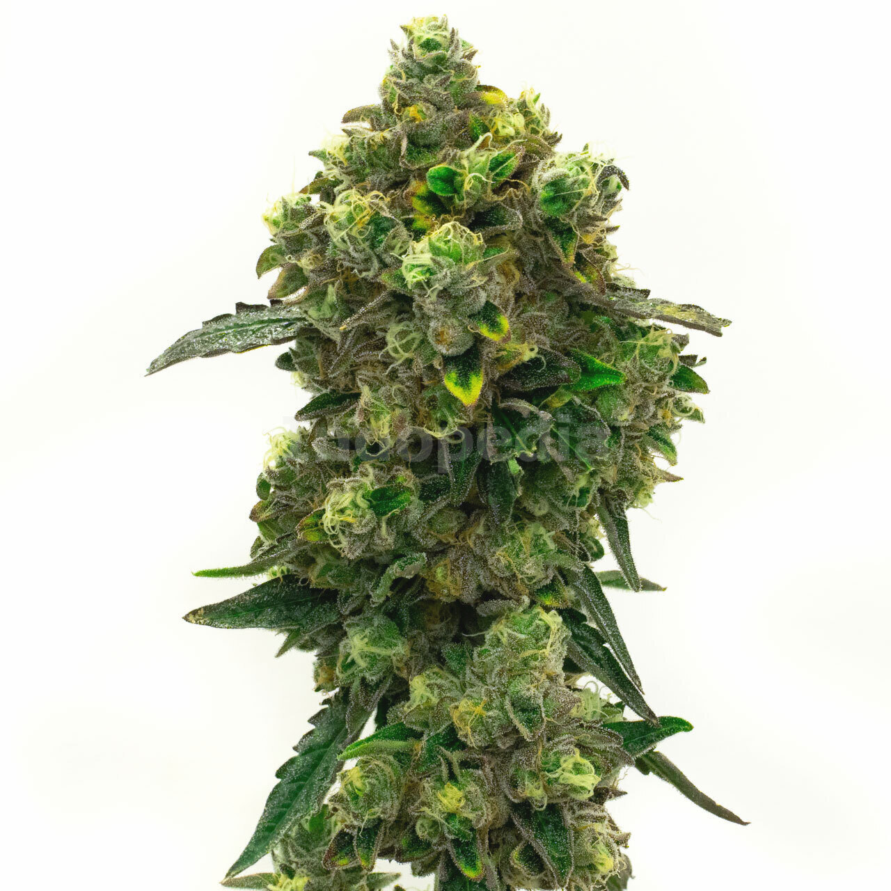 Green Crack Autoflower Cannabis Seeds