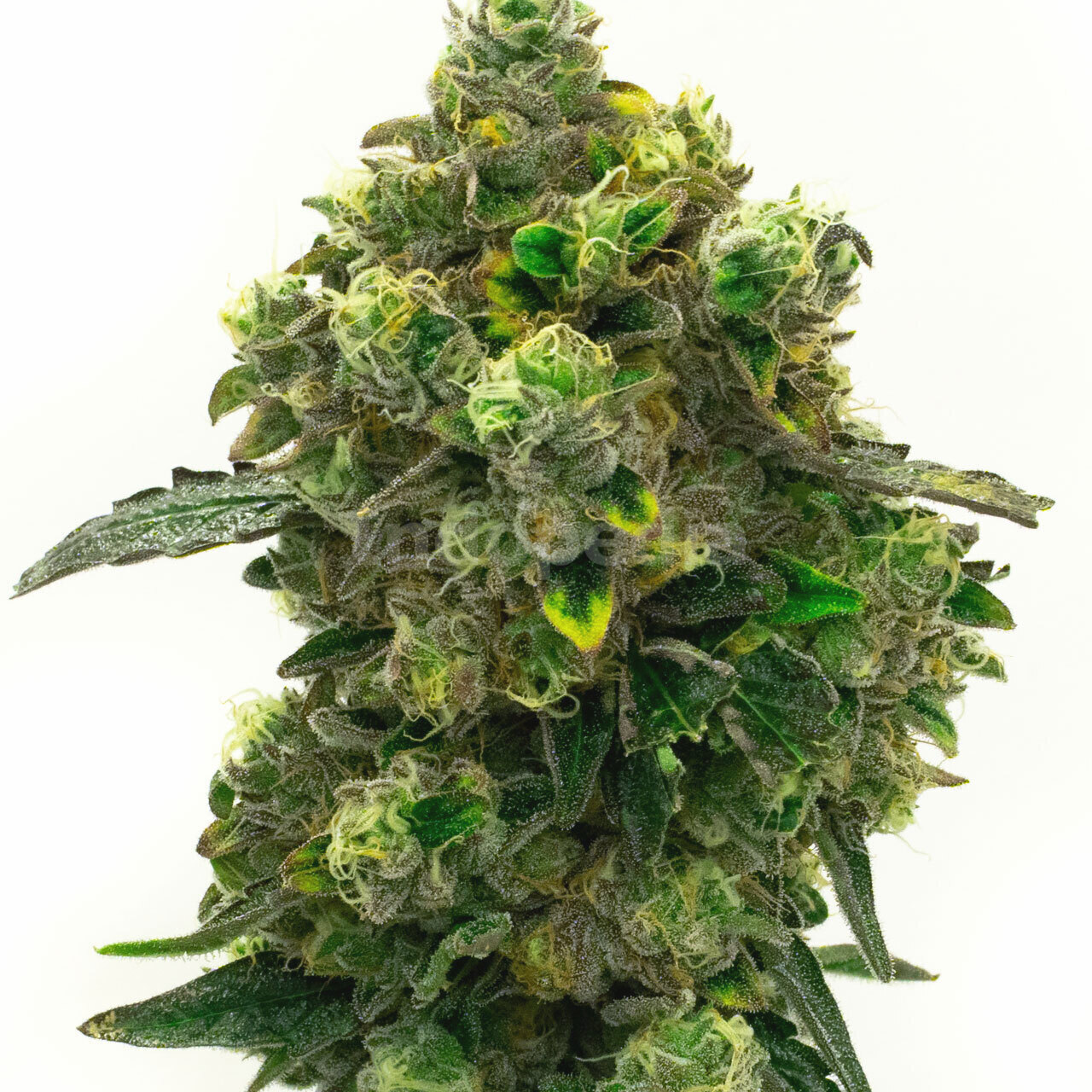 Green Crack Feminized Cannabis Seeds