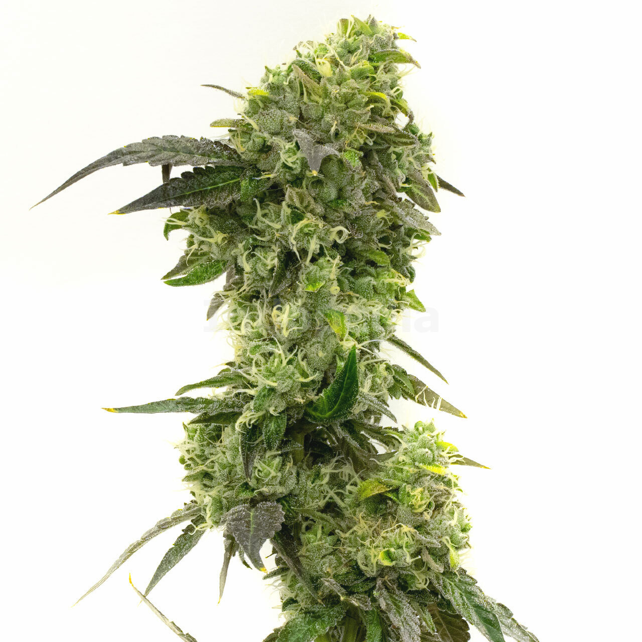 Haze XL Autoflower Cannabis Seeds