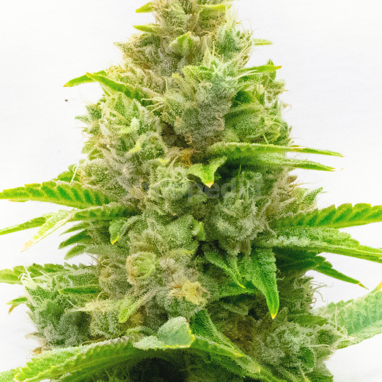 Humboldt Feminized Cannabis Seeds