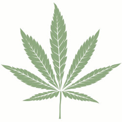 hybrid cannabis seeds icon