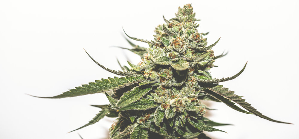 hybrid cannabis plant with buds