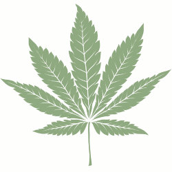 indica cannabis seeds icon