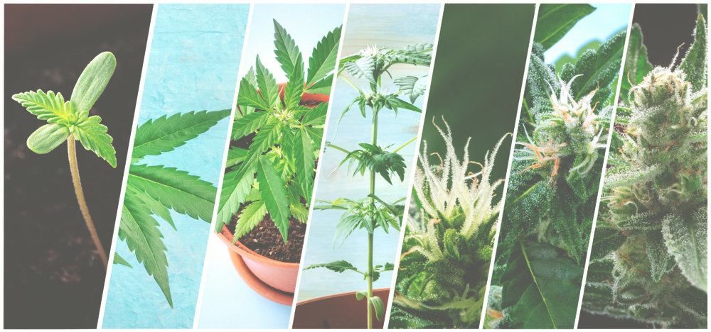 indopedia cannabis plant image