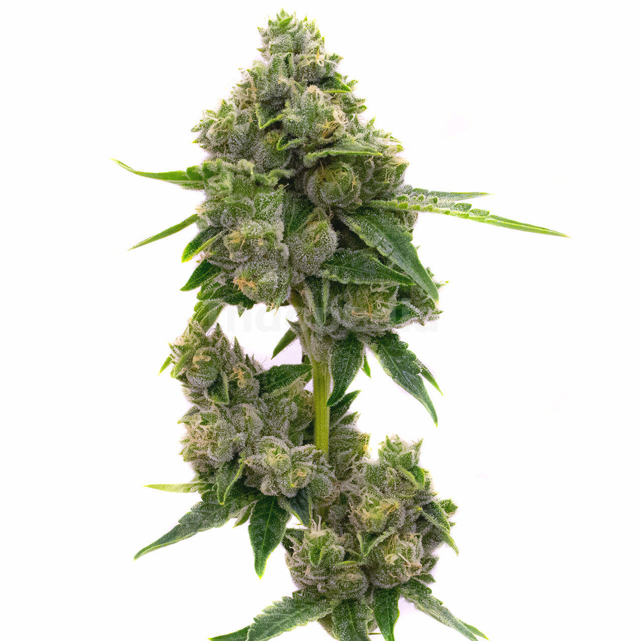 Jack Herer Feminized Cannabis Seeds