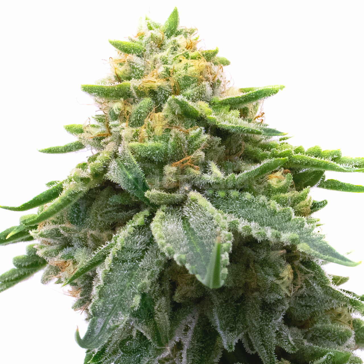 Kosher Kush Feminized Cannabis Seeds