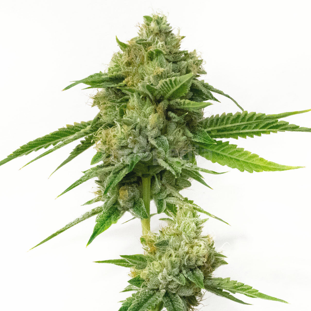 Kush XL Autoflower Cannabis Seeds