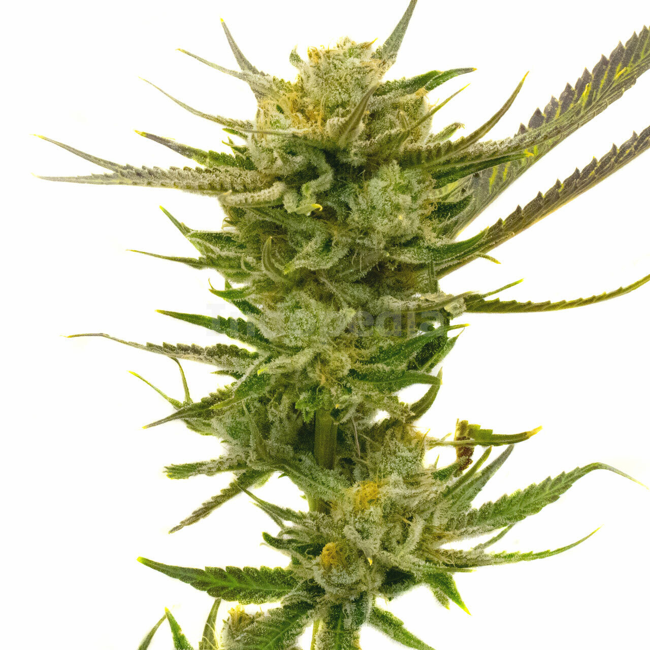 Lemon Autoflower Cannabis Seeds