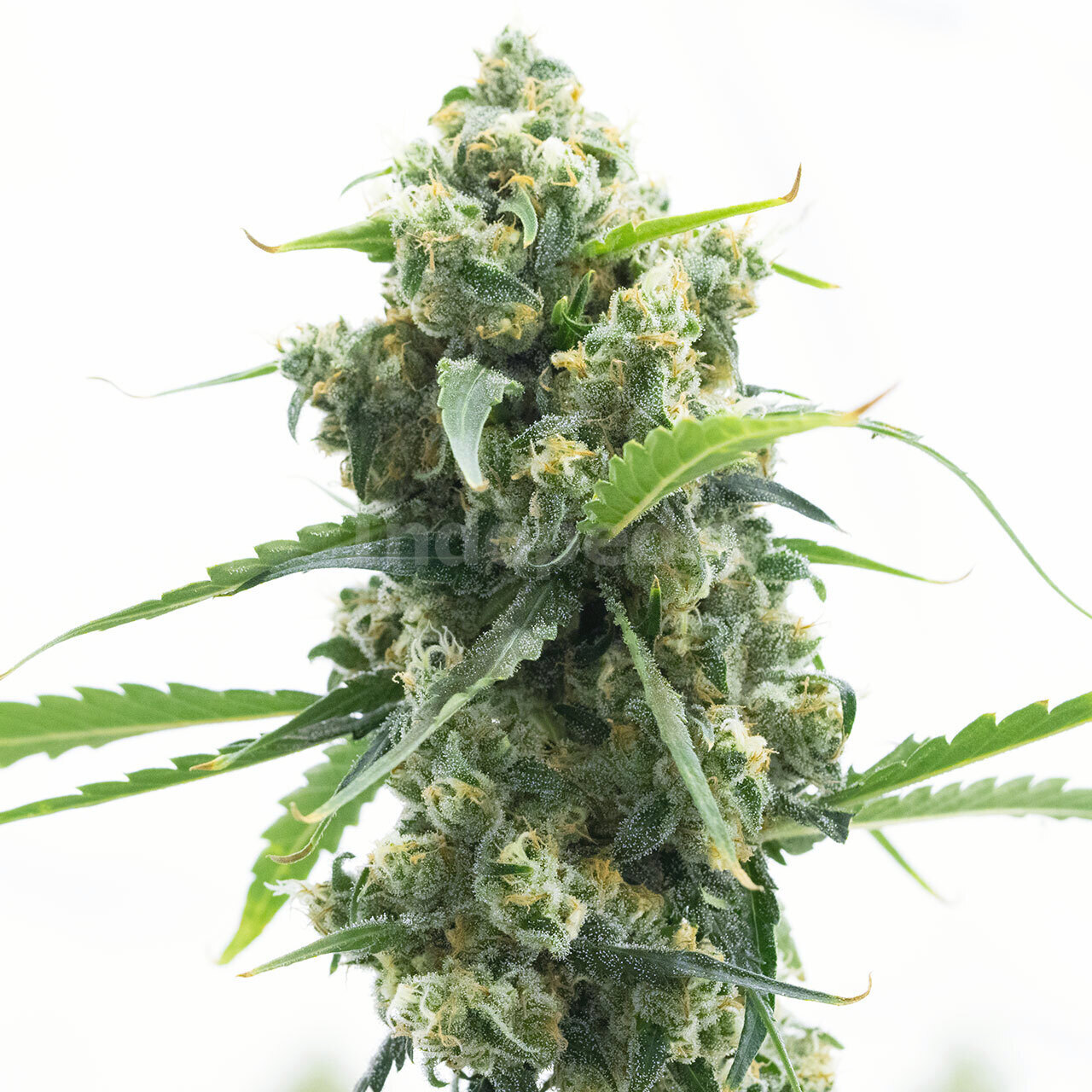 Lemon Diesel Feminized Cannabis Seeds