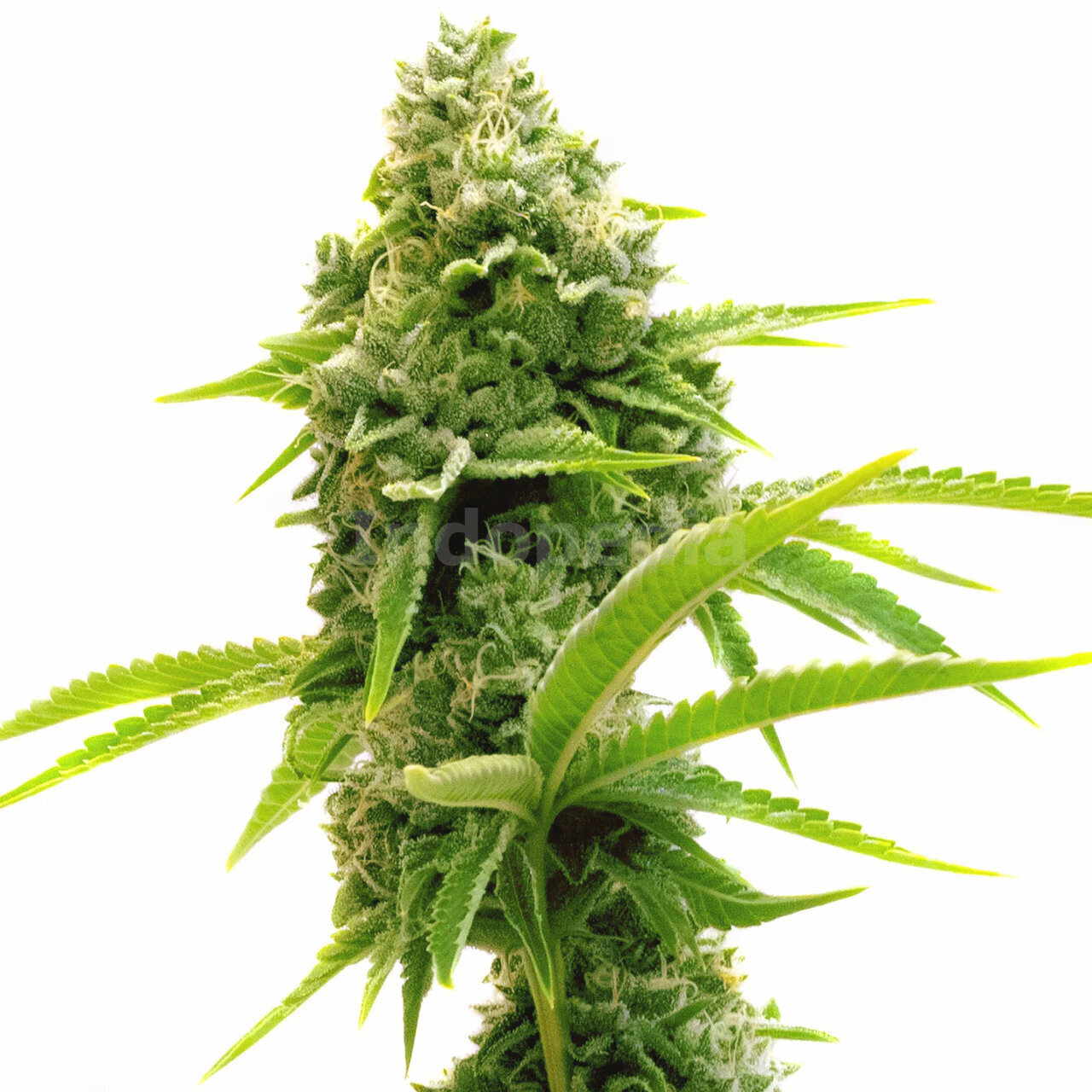 Lemon Tree Feminized Cannabis Seeds