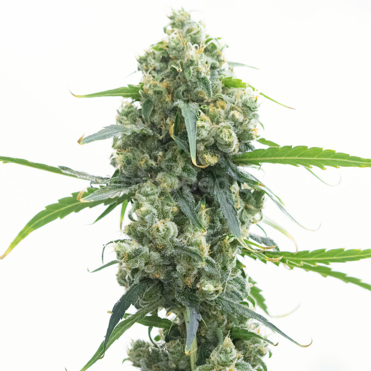 Lowryder Autoflower Cannabis Seeds