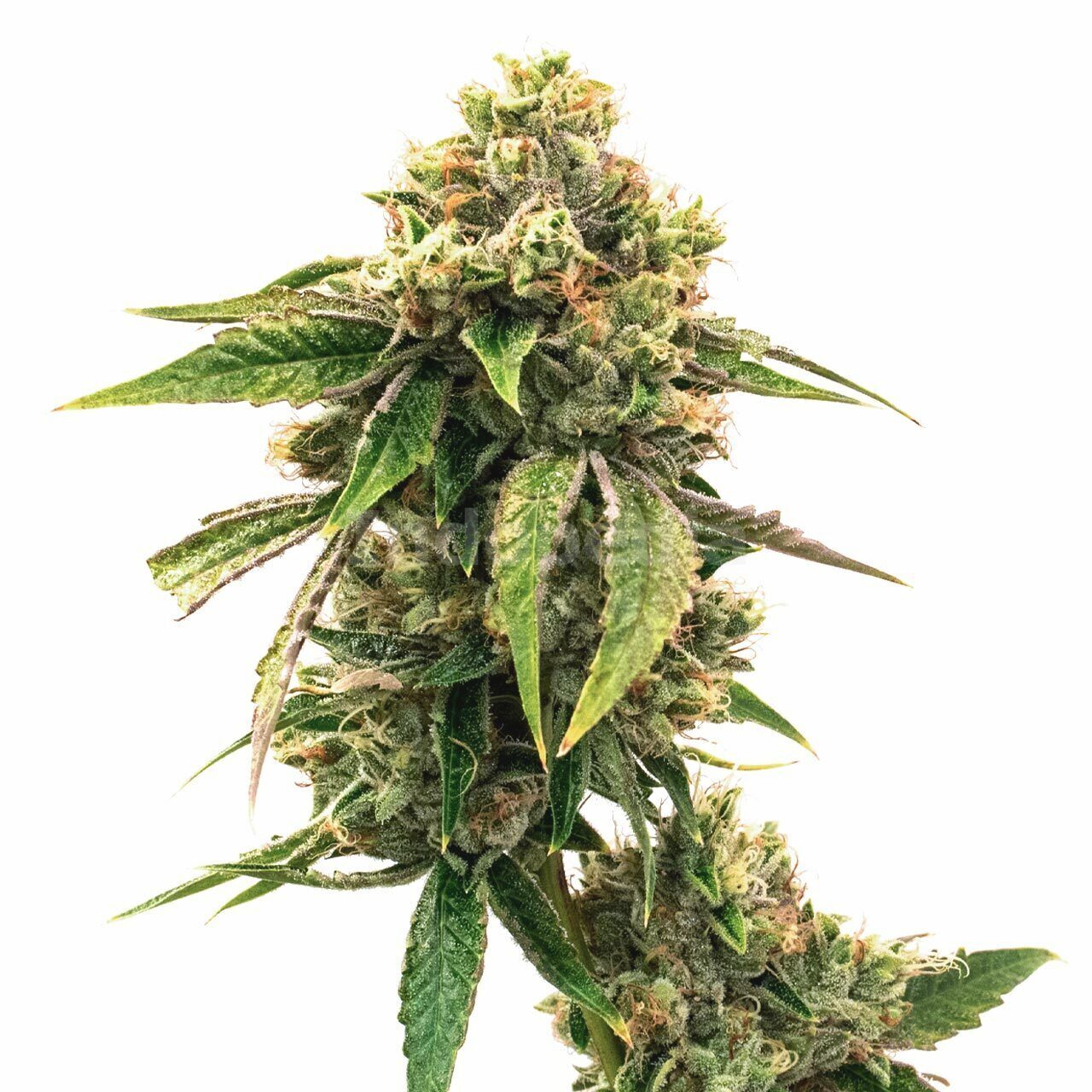 LSD Autoflower Cannabis Seeds