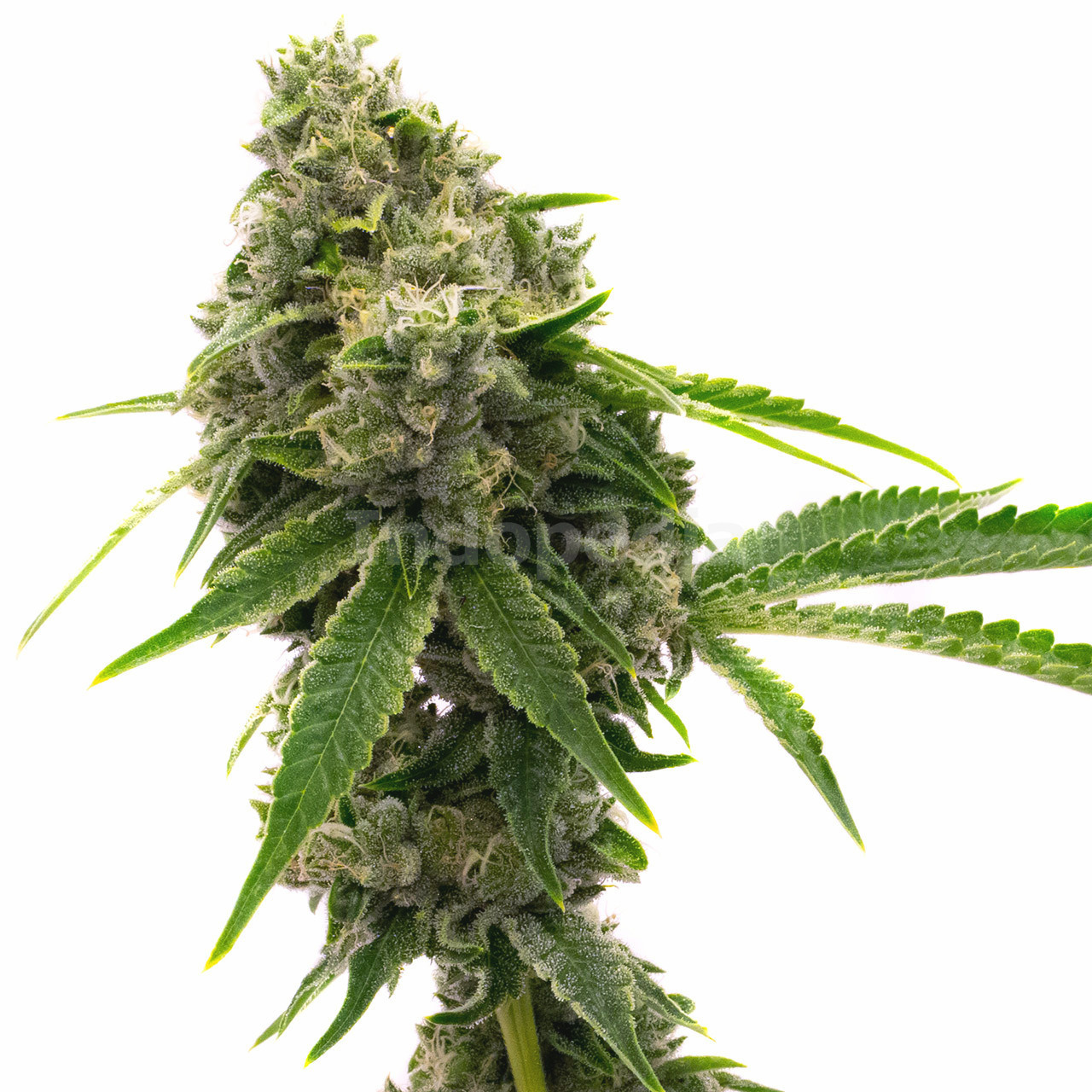 LSD Feminized Cannabis Seeds