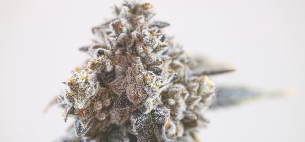 macro image of indica cannabis bud on plant