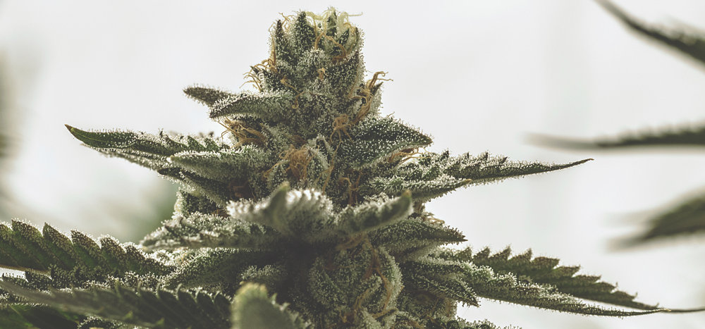 macro image of marijuana plant buds with trichomes