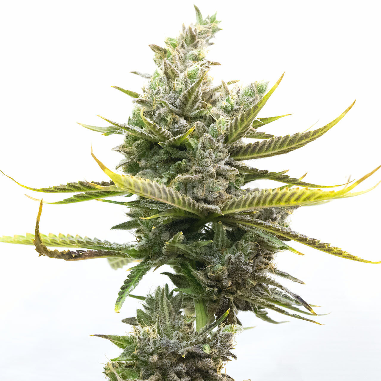 Magnum Autoflower Cannabis Seeds