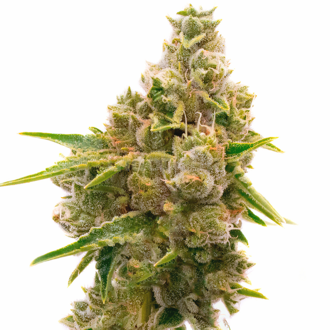 Mandarine Autoflower Cannabis Seeds