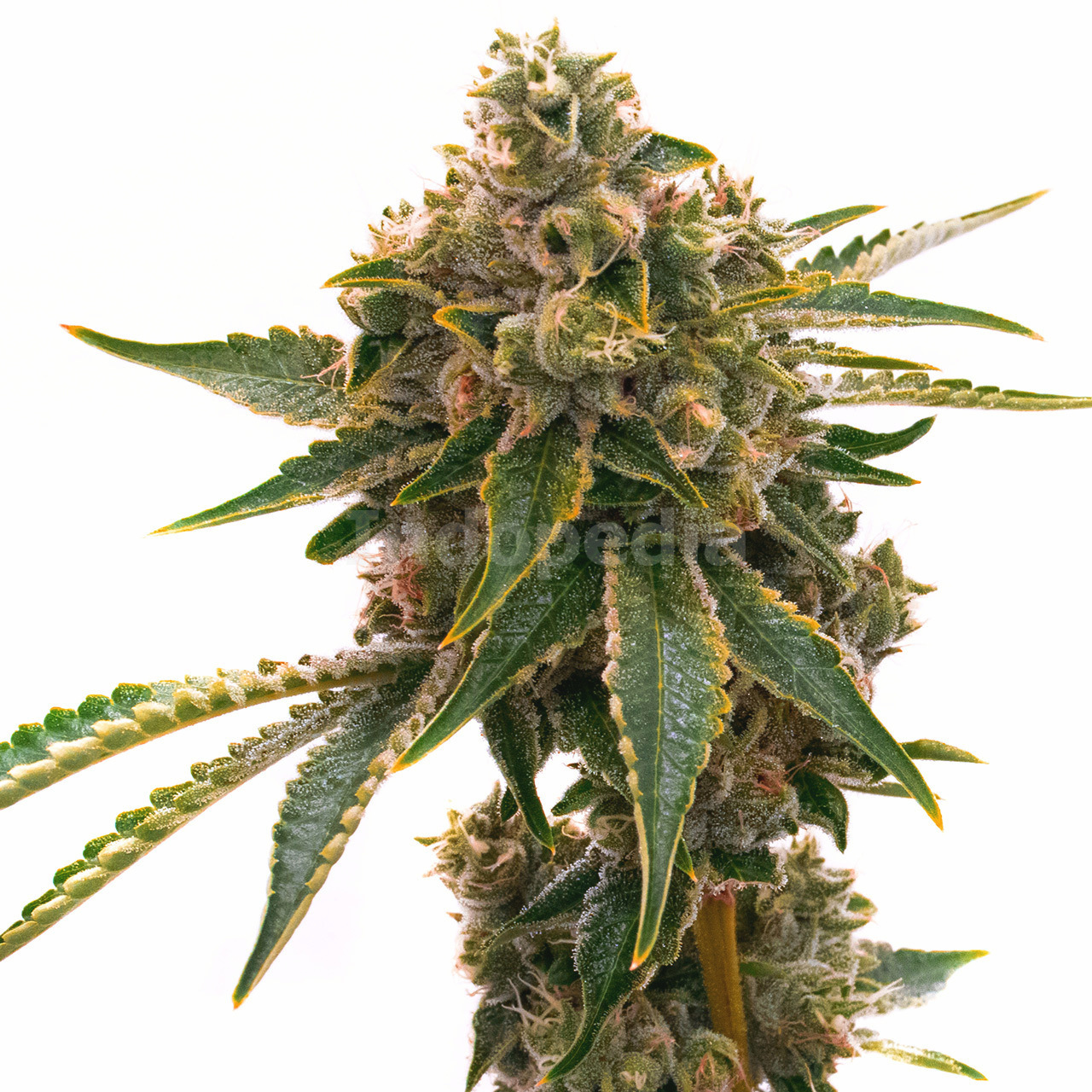 Mango Kush Feminized Cannabis Seeds