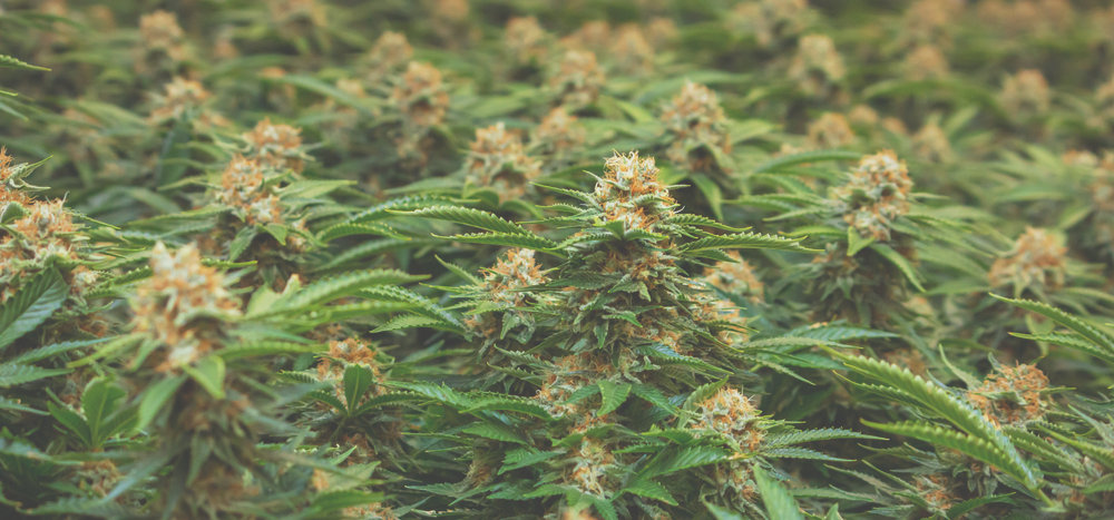 marijuana plants indoors flowering