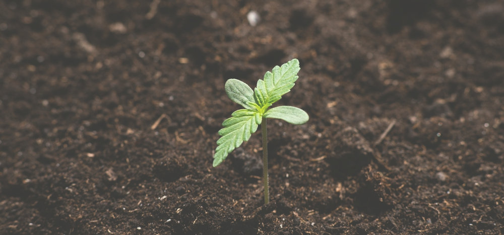 cannabis seedling