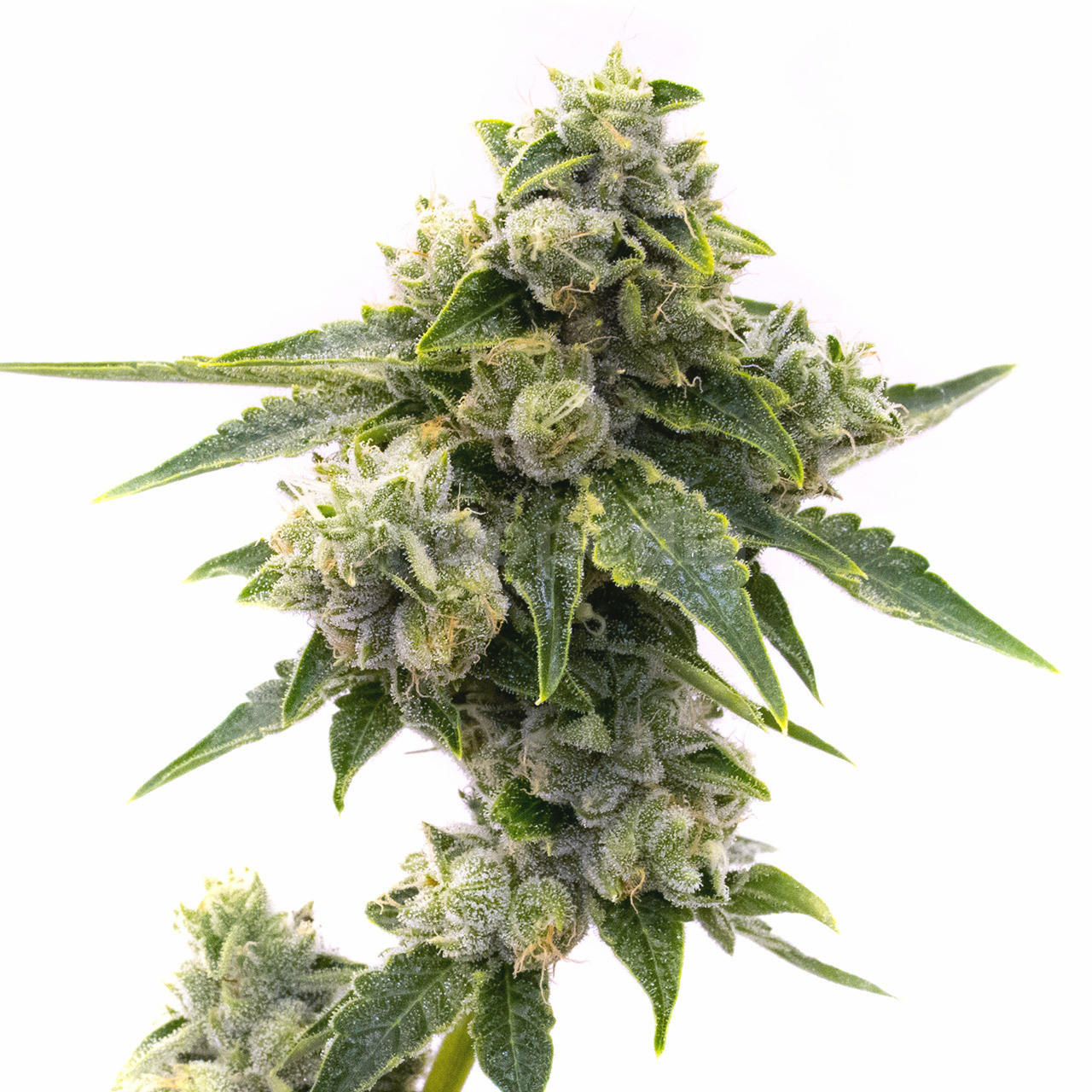 Master Kush Feminized Cannabis Seeds