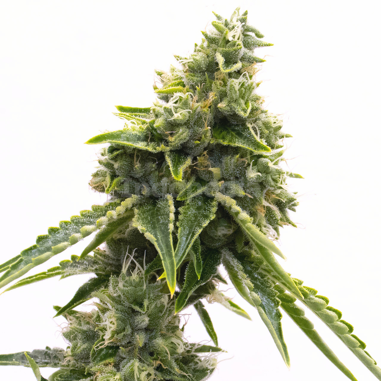 Matanuska Tundra Feminized Cannabis Seeds