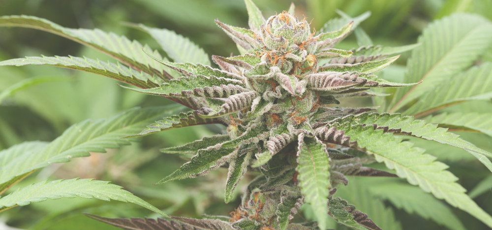 mature cannabis plant grown outdoors
