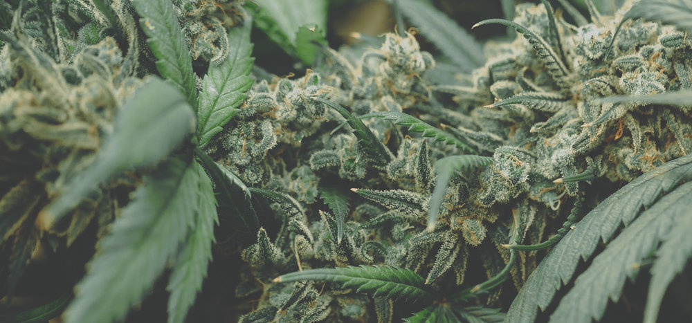mature cannabis sativa plant with big buds