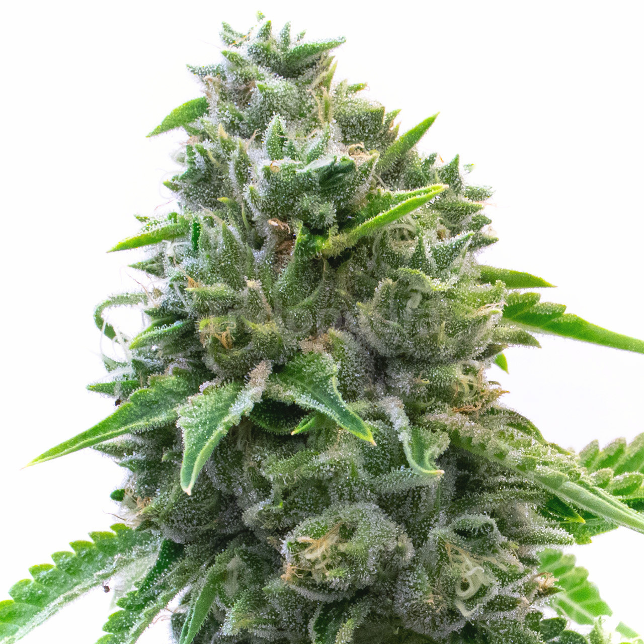 Maxigom Autoflower Cannabis Seeds