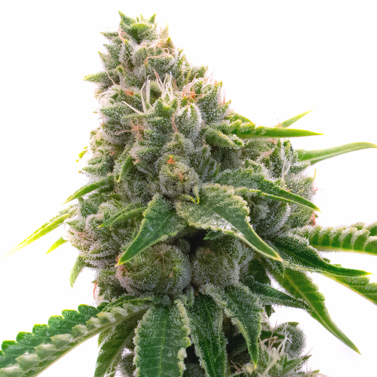 Mexican Haze Feminized Cannabis Seeds