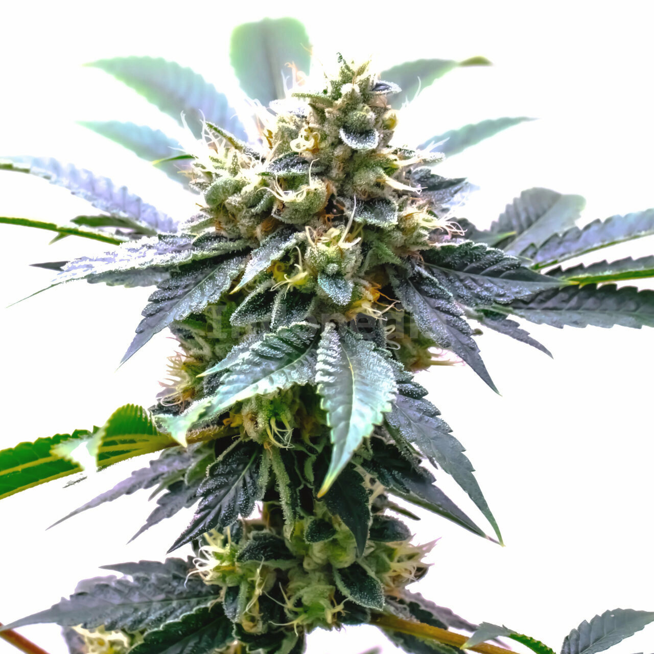 Mimosa Feminized Cannabis Seeds