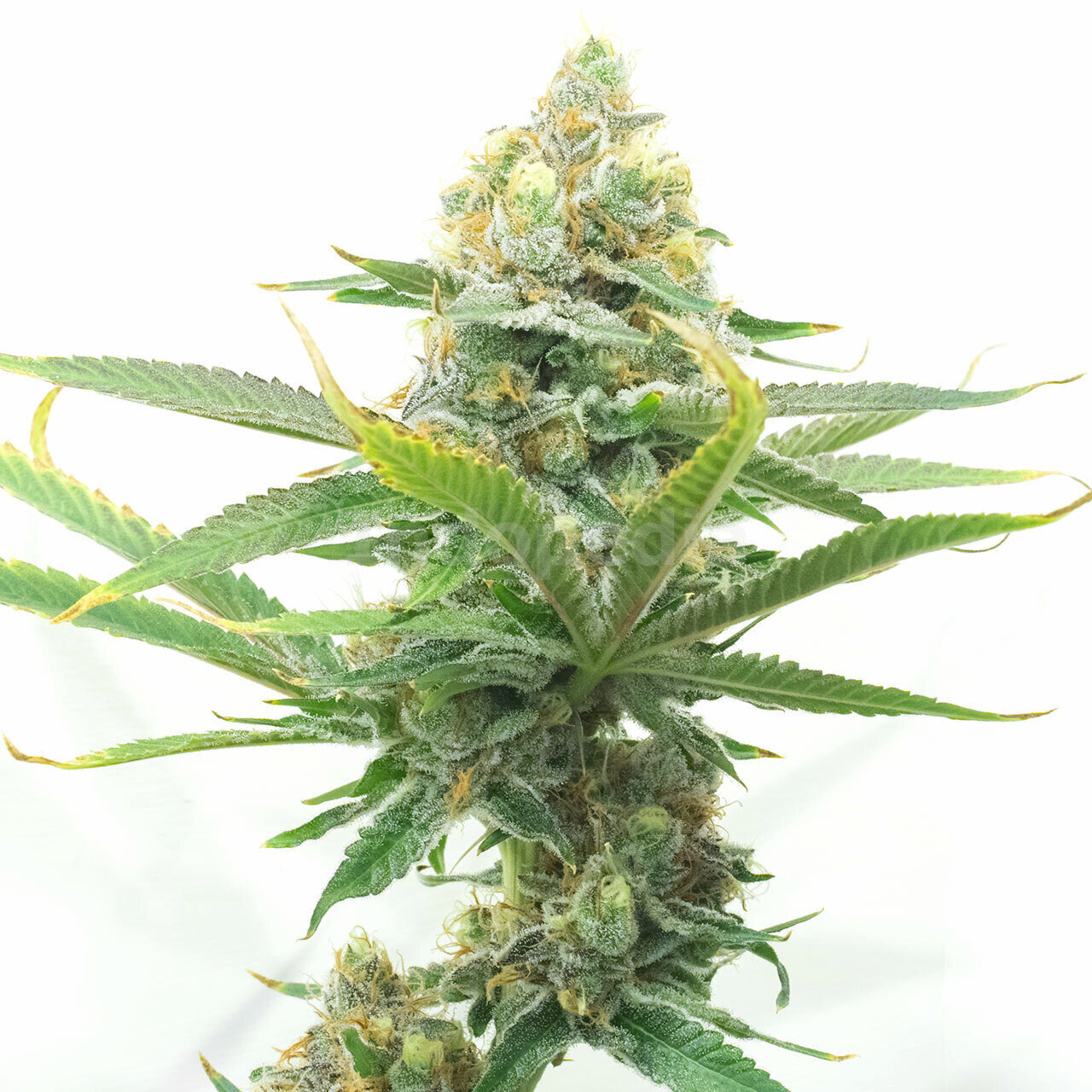 Moby Dick Autoflower Cannabis Seeds