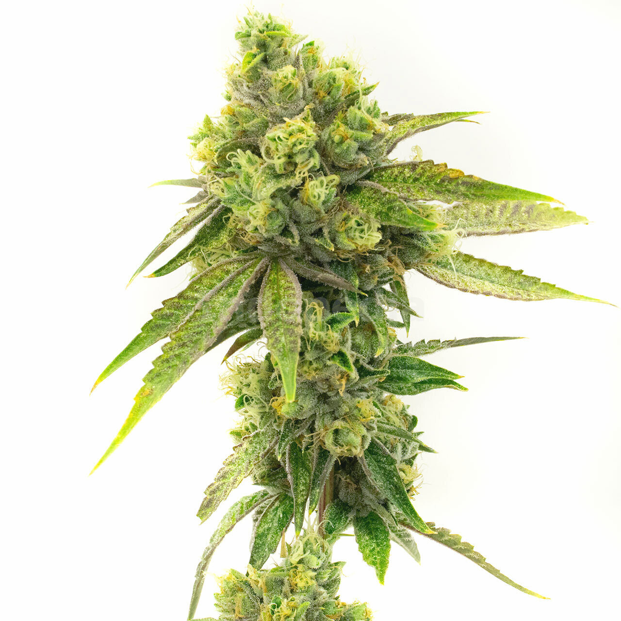 Moby Dick Feminized Cannabis Seeds