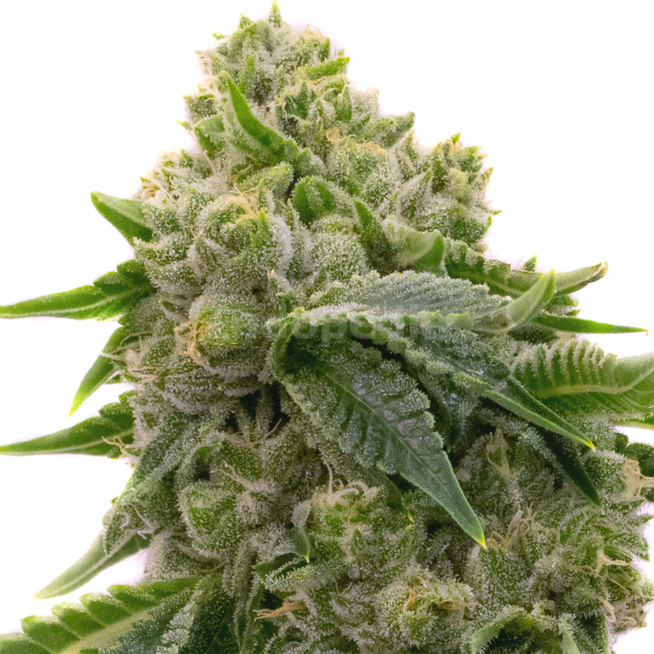 Northern Lights Fast Version Cannabis Seeds