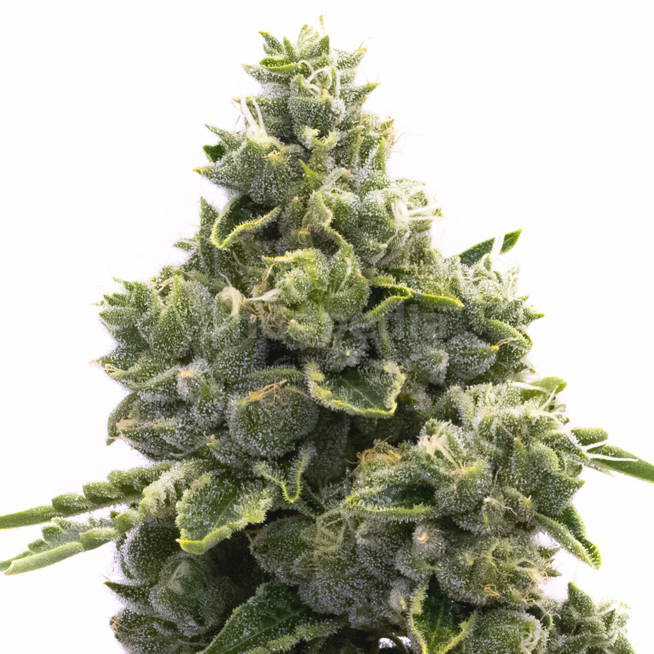 NYC Diesel Autoflower Cannabis Seeds