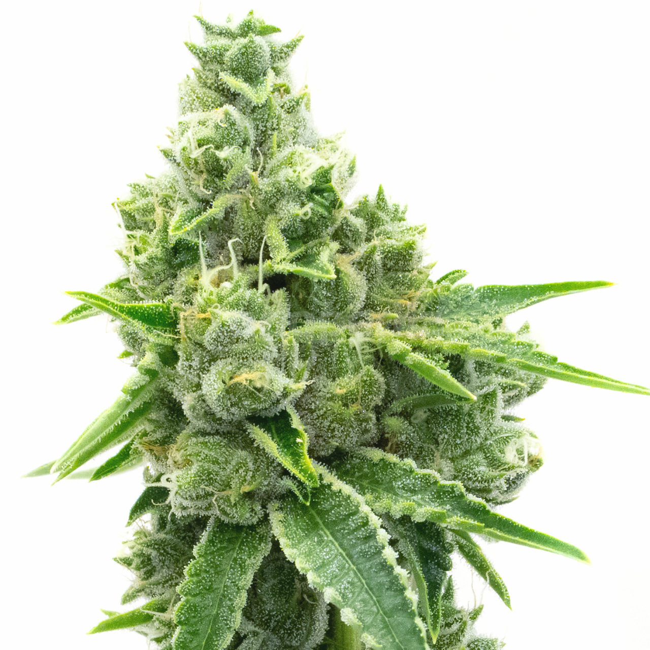 NYC Diesel Feminized Cannabis Seeds