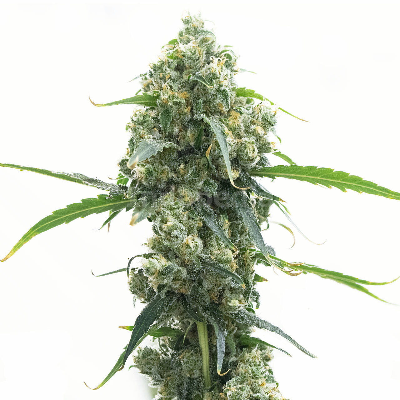 OG Kush Autoflower Cannabis Seeds