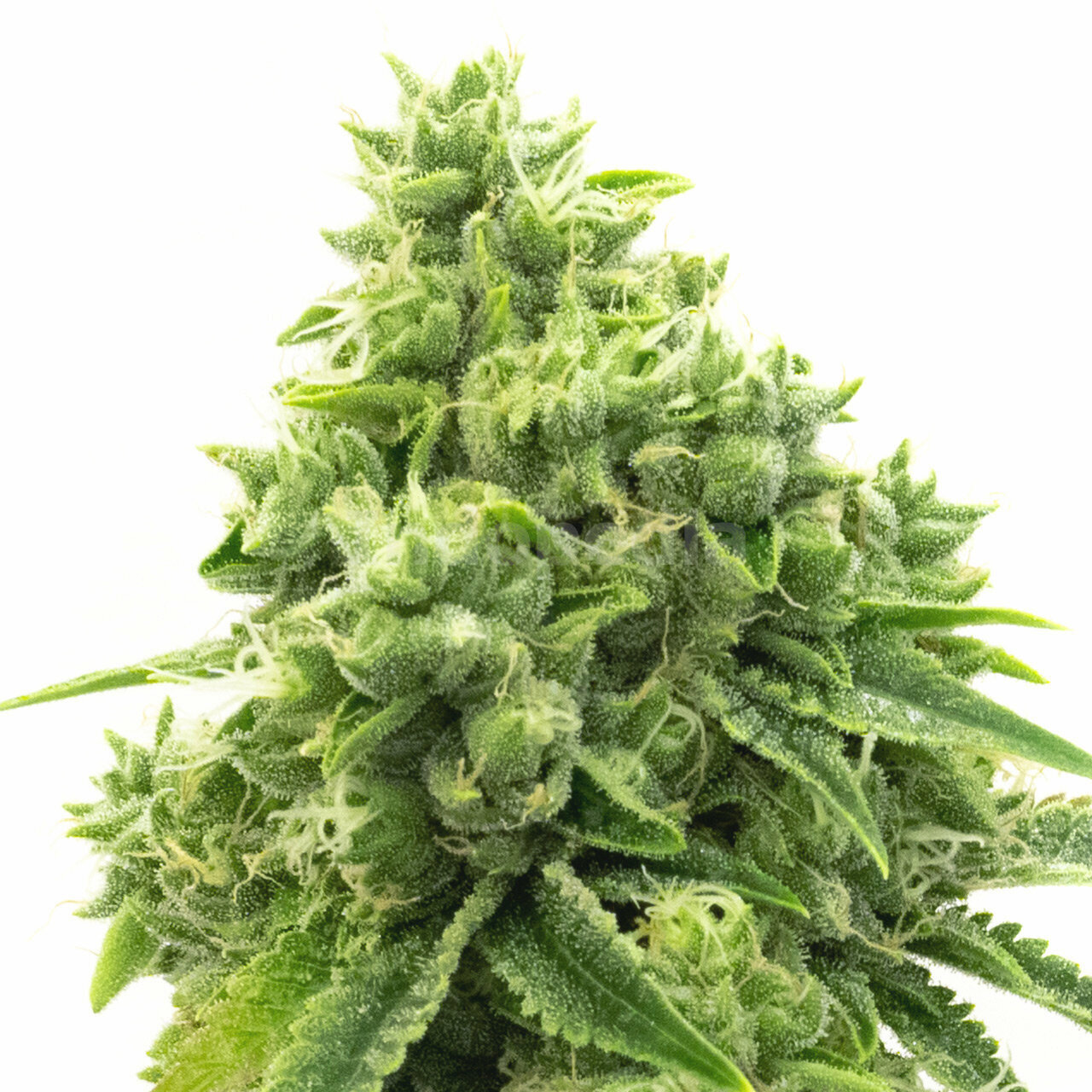 OG Kush Feminized Cannabis Seeds