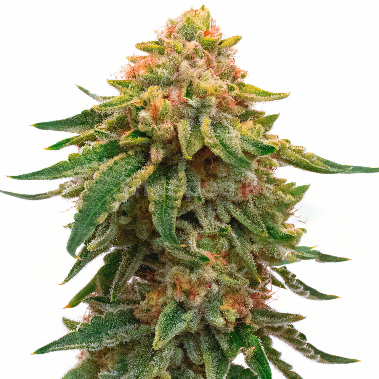 Orange Skunk Feminized Cannabis Seeds