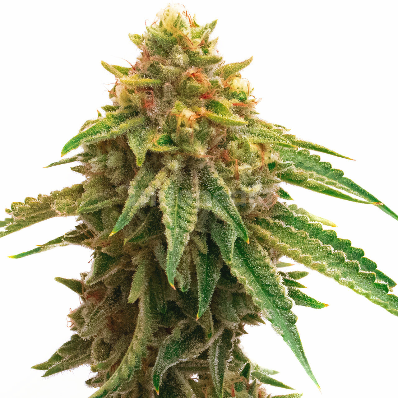 Oregon Peach Feminized Cannabis Seeds