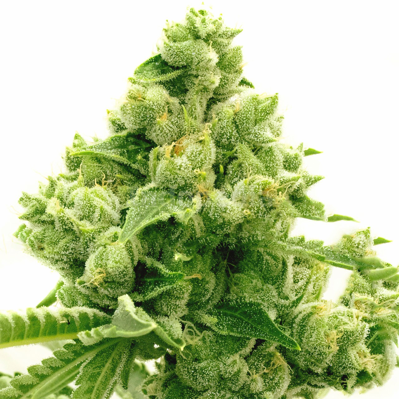 Original Lemon Pie Feminized Cannabis Seeds