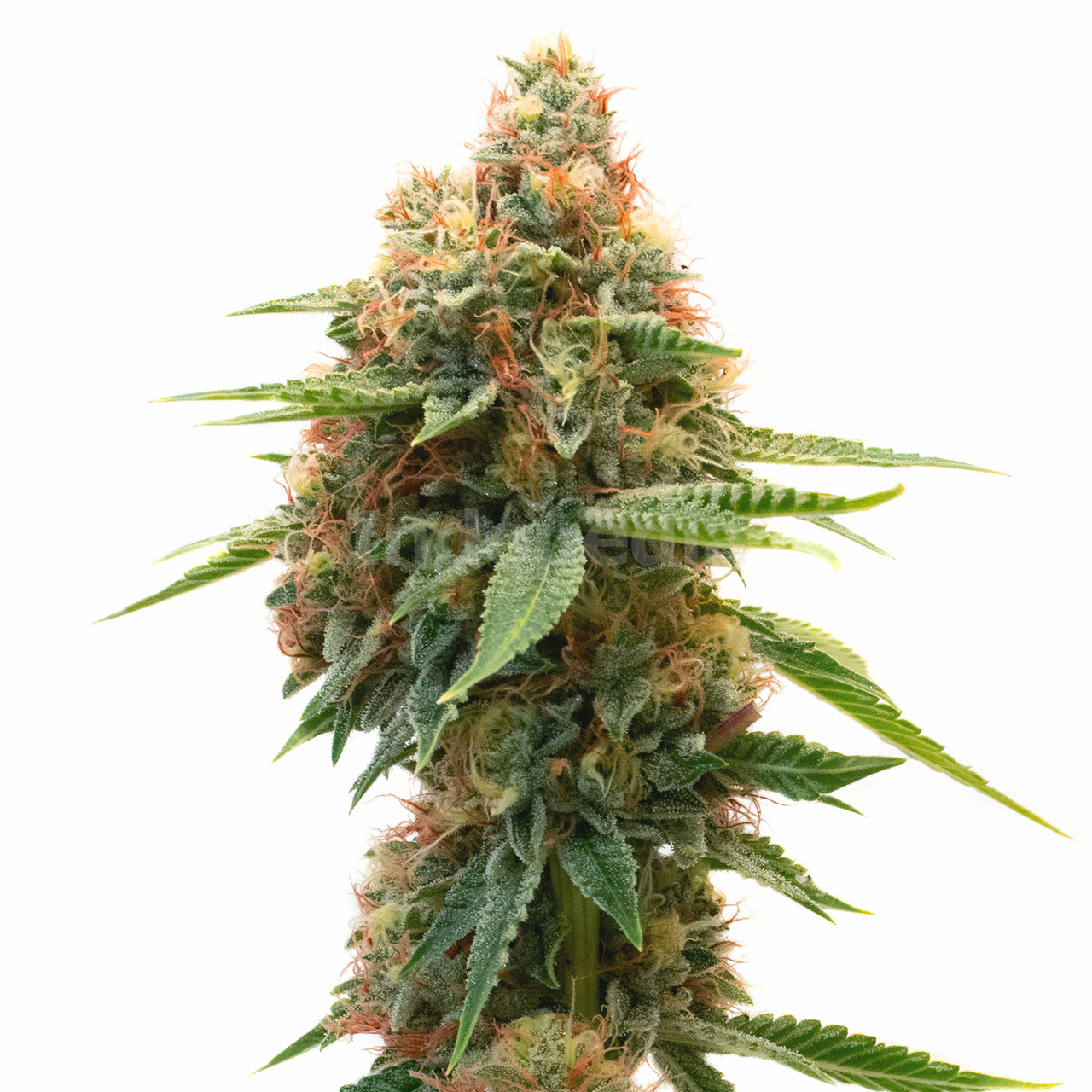 Panama Feminized Cannabis Seeds