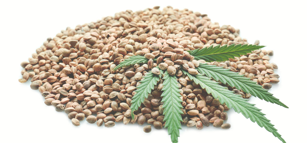 pile of feminized cannabis seeds with weed leaf