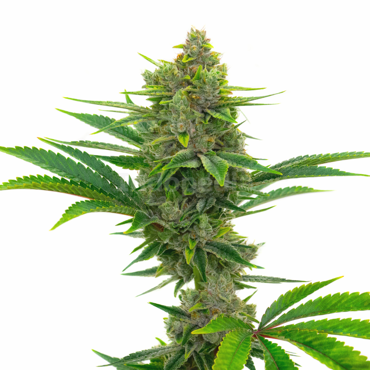 Pine Autoflower Cannabis Seeds