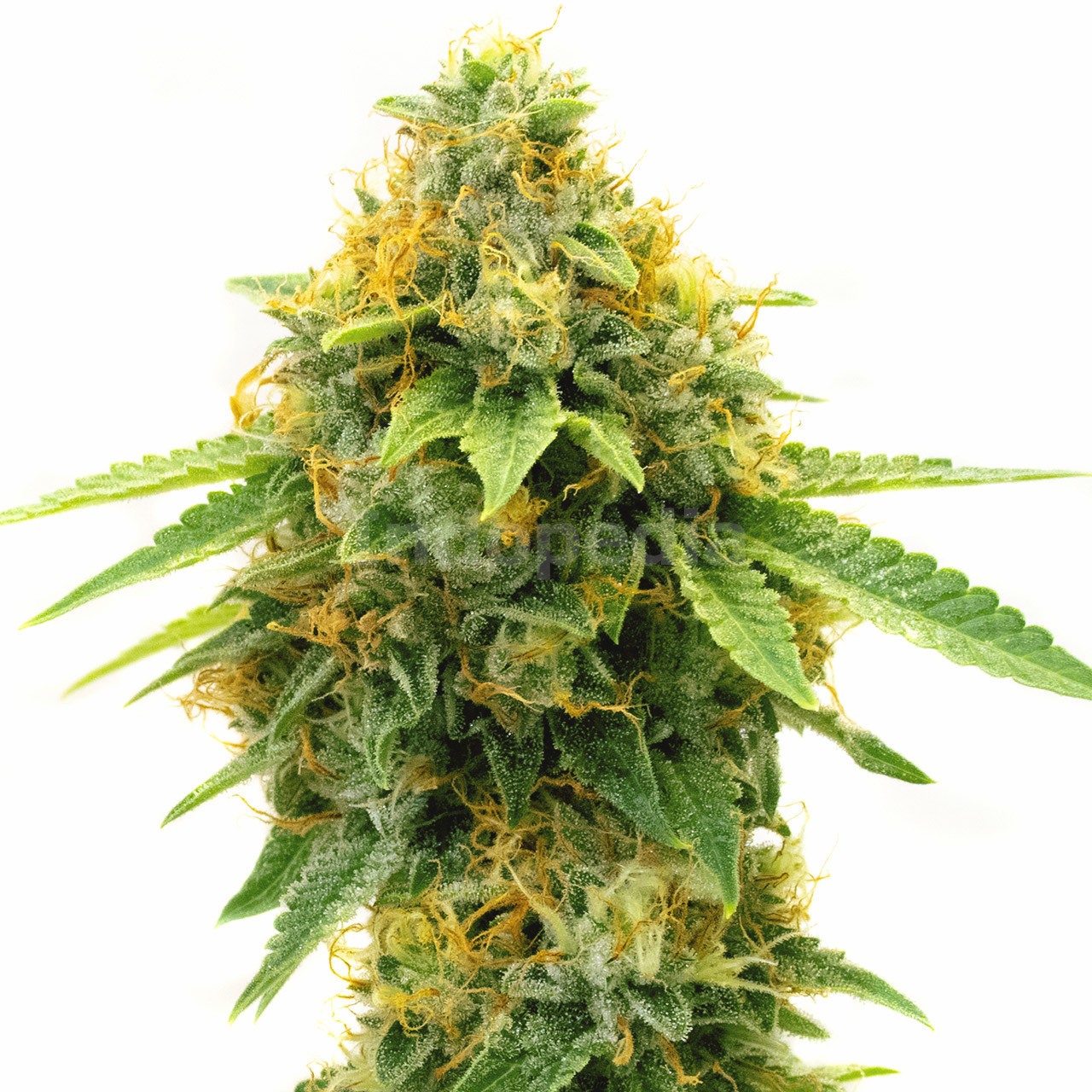 Pineapple Haze Feminized Cannabis Seeds