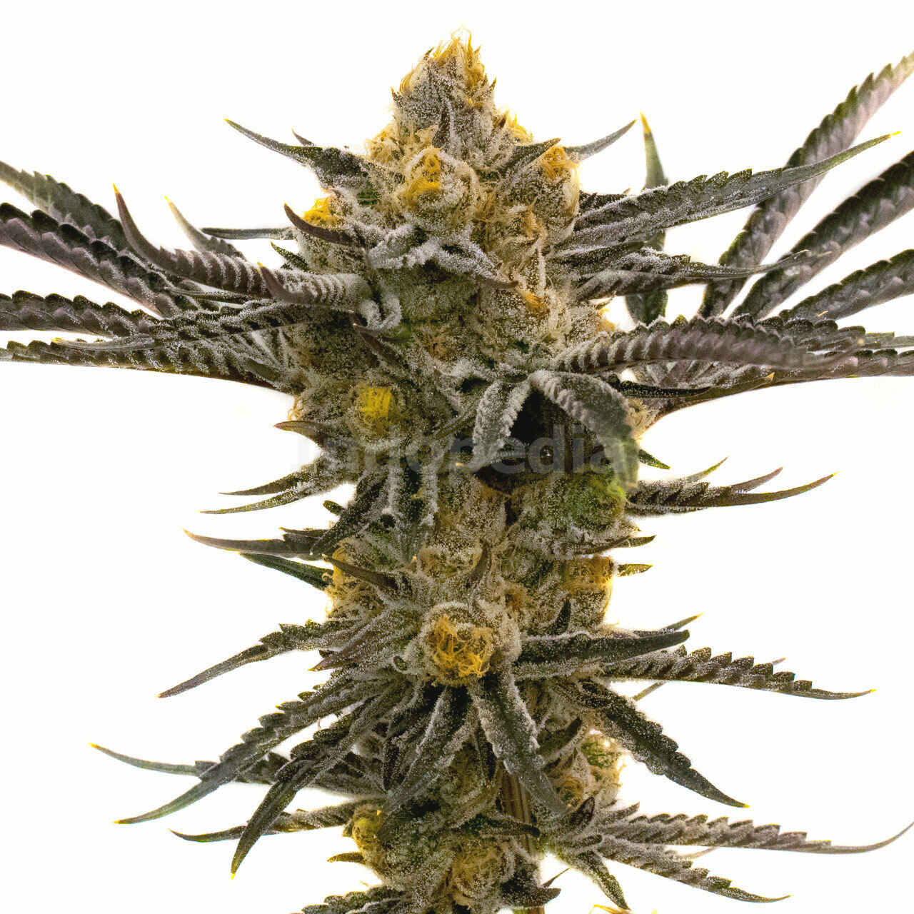 Platinum Cookies Feminized Cannabis Seeds