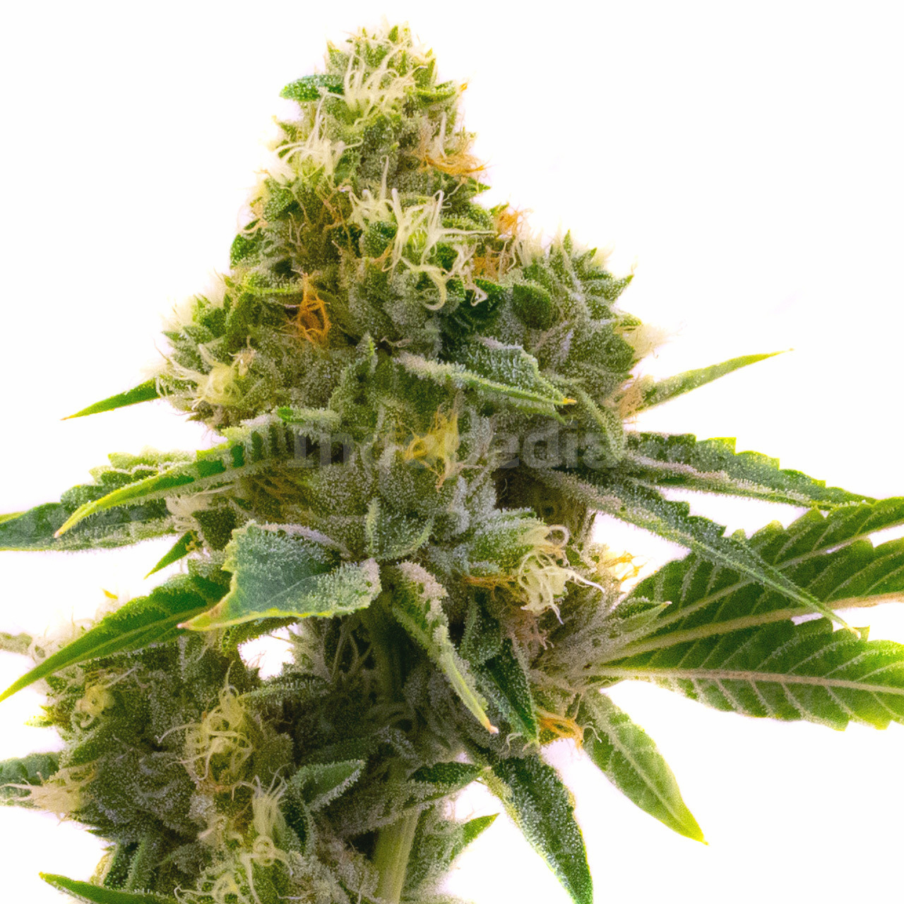 Power Plant Feminized Cannabis Seeds