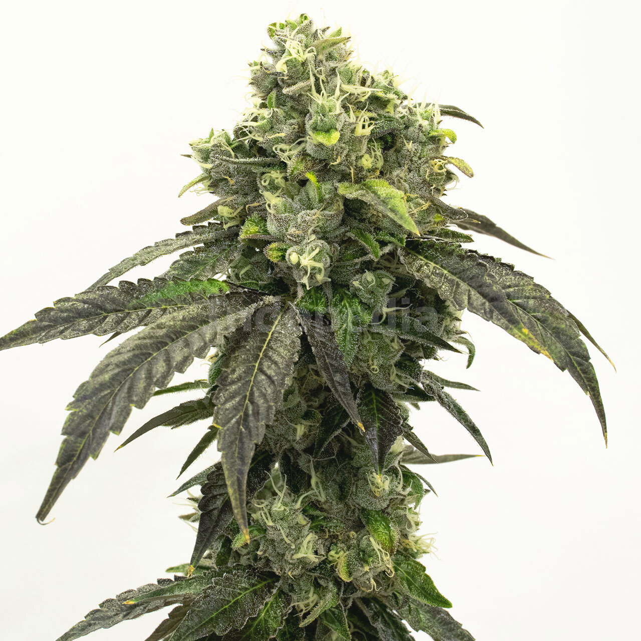 Pure Haze Feminized Cannabis Seeds