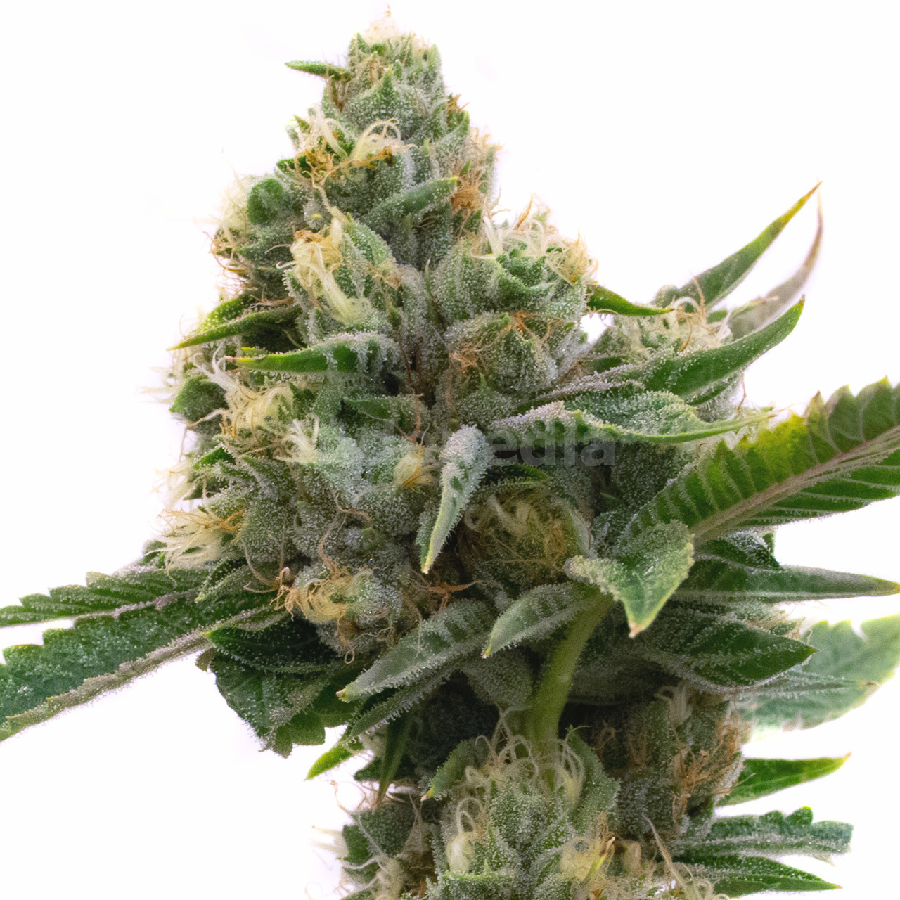 Pure Indica Feminized Cannabis Seeds