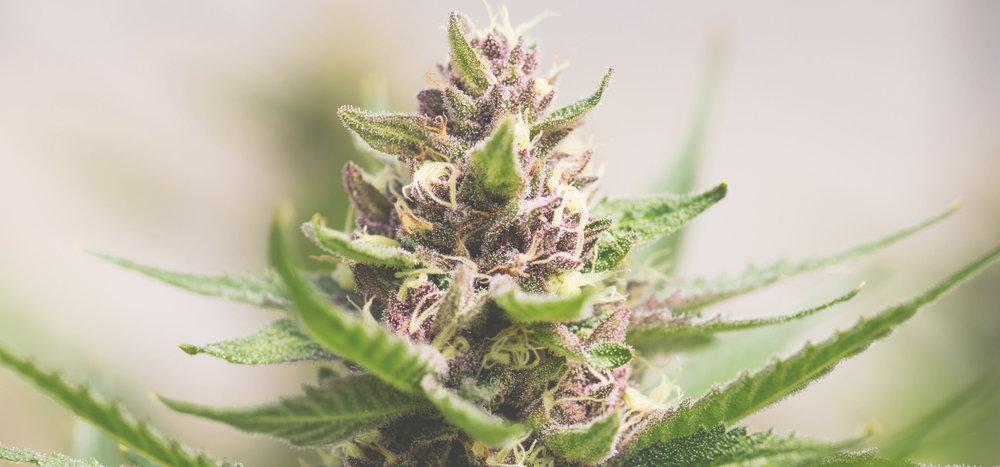 purple bud cola marijuana plant